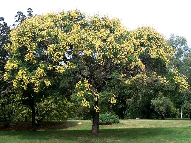  bugás csörgőfa